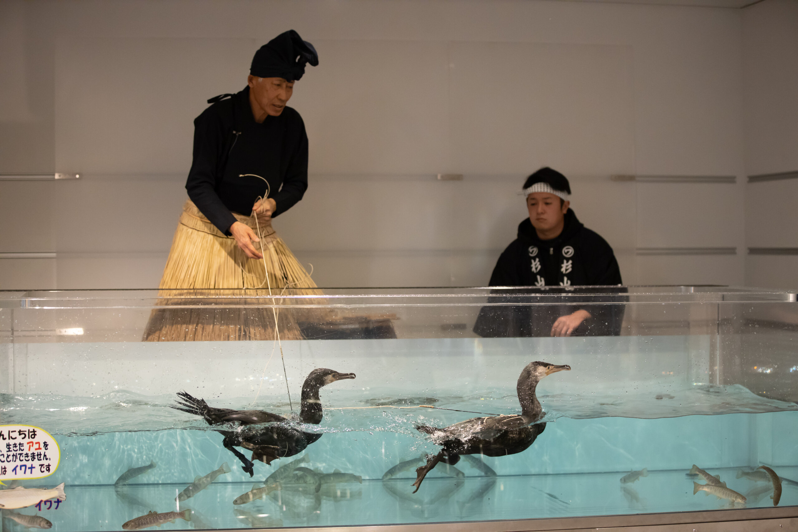 鵜飼の実演